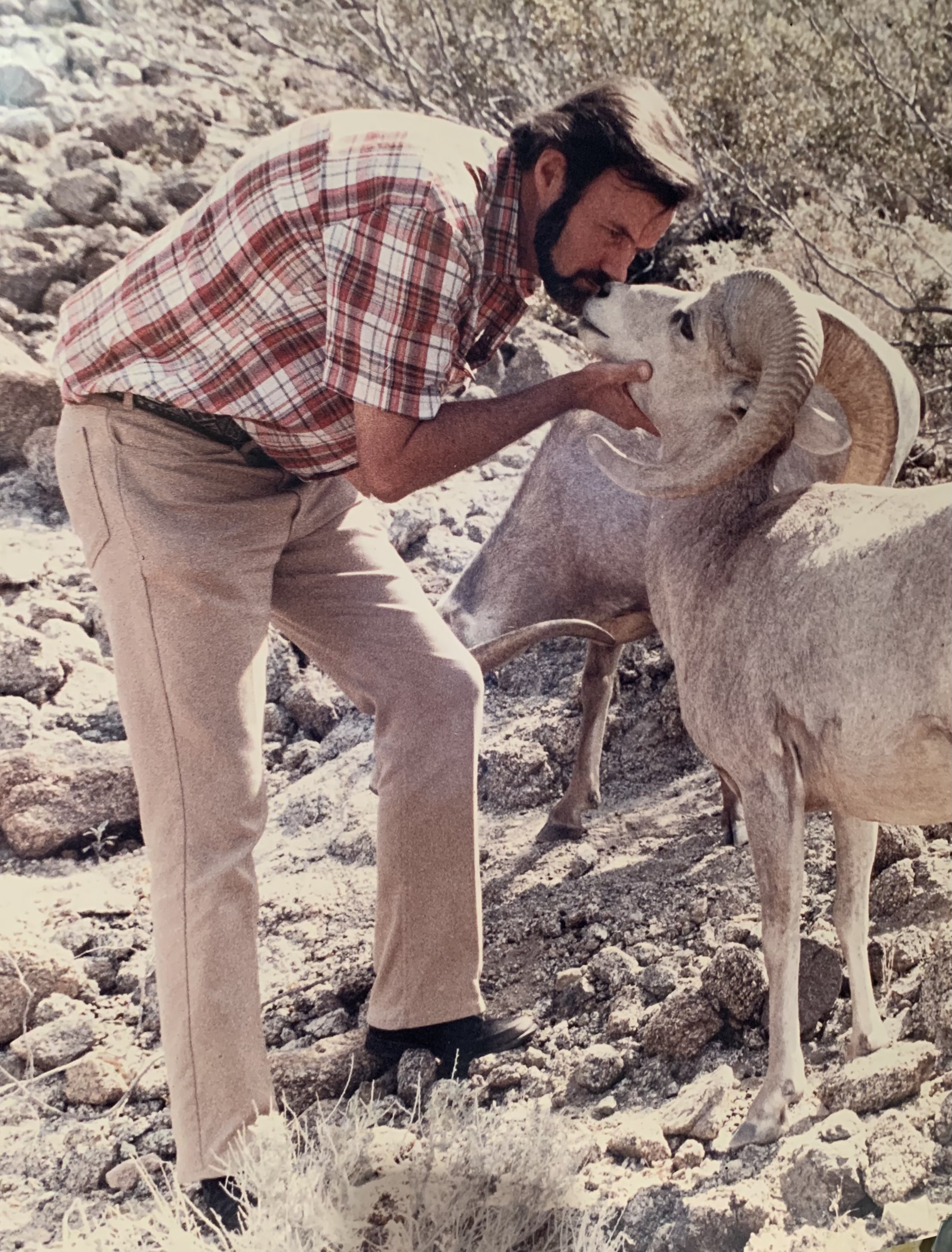 Bob Howard with Sheep